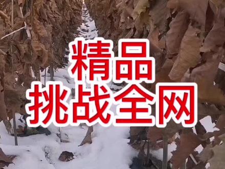 精品辽东栎!挑战全网!#农业种植 #辽东栎 #旭昇苗圃