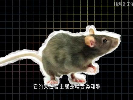 汉坦病毒有必要恐慌吗? #汉坦病毒 #科普 #热点新闻 #谣言粉碎机