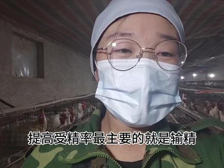 女大学生九年养鸡经验分享,教你如何做好人工授精!
