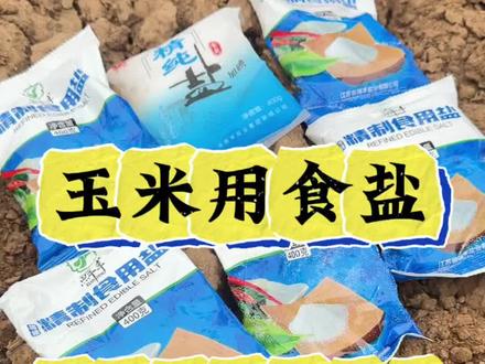 玉米用食盐,棒子堆的像大山 #农业种植 #玉米种植 #玉米高产种植技术 #玉米高产#玉米