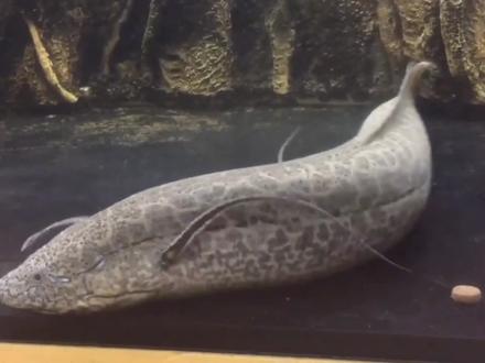 离水5年都没事,遇到大水却会被淹死,观赏鱼原来长出了“肺”