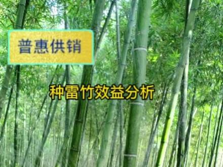 种雷竹效益分析#农业种植 #雷竹笋 #雷竹 #上热门 @福建省嘉源生物科技有限公司