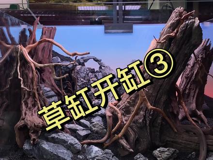 草缸3.0 ##水草造景 #草缸造景 #草缸