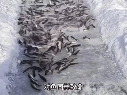 为什么要把冰块倒入池塘呢 #鱼塘加冰 #科普一下