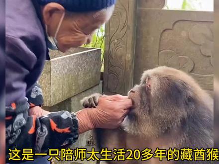 藏酋猴陪伴师太20多年,为了报答救命之恩,被照顾的一脸慈眉善目