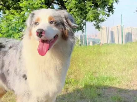 不是边牧混柯基也不是边牧混哈士奇,也不是边牧。#萌宠出道计划 #澳洲牧羊犬 #澳大利亚牧羊犬 #澳牧