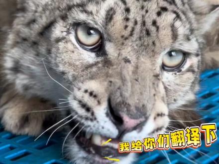 #雪豹之都 #凌不饿 八卦时间,速速来听#雪豹救护