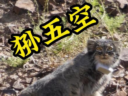 咱们#河狸军团 的#兔狲五空 回家下集来啦~说实话,还真的很舍不得这个小家伙,希望它在野外能好好的生活,我们再也不见~更多日常请戳@阿尔泰山野生动物救助