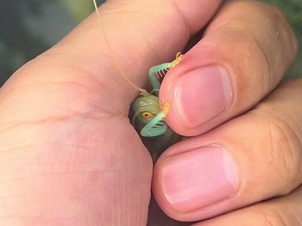 过马山优蟋螽幼虫 #过马山优蟋螽 #微观世界 #昆虫世界