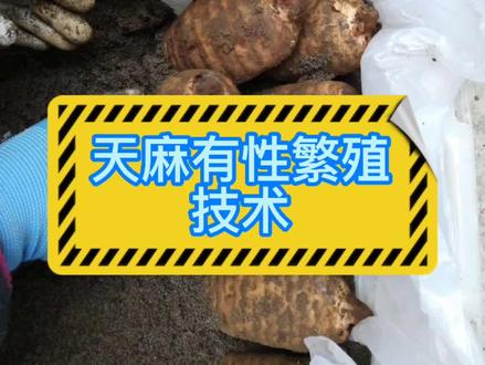 天麻种子从哪里来的?带着这个疑问,现在我们就来揭晓天麻的有性繁殖。