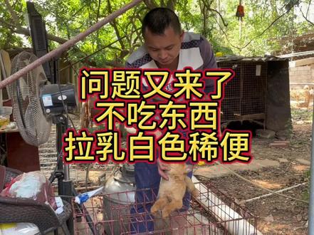 中华田园犬 #上热门 今天早上喂狗,又发现小狗出问题了,拉乳白色稀便带血丝#养狗人#狗狗#中华田园犬