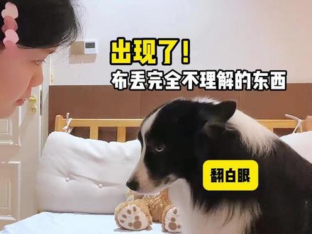 布丢:什么狗这么嚣张?!! #边牧 #宠物成精啦 #宠物出道计划 #毛孩子 #是宠物更是家人