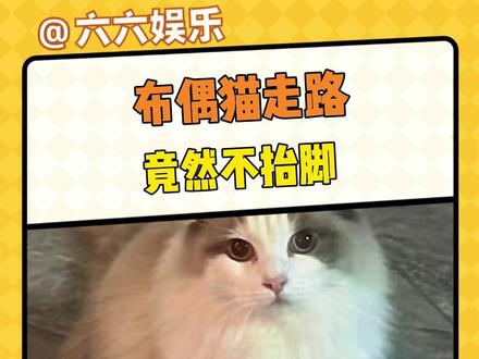布偶猫走路都不抬脚 #布偶猫 #猫咪 #万万没想到