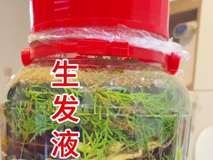 生发液详细教程 学会了 自己在家就能做#养发生发 #草本植物 #植物养发 #侧柏叶