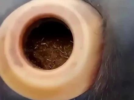 为什么要在奶牛的肚子上开一个洞 #科普 #奶牛 #瘤胃鼓气