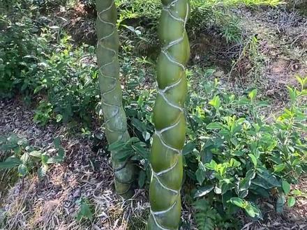 形形色色漂亮竹子,看看你都见过没 颜值超高的竹子品种,见过一半算厉害#竹子 #植物科普 #竹 #涨知识