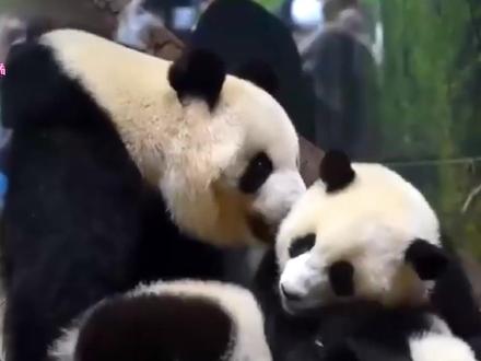 随着最后一对旅日大熊猫回国,日本迎来本土“零”熊猫时代! #熊猫 #国宝 #熊猫回国 #旅日熊猫