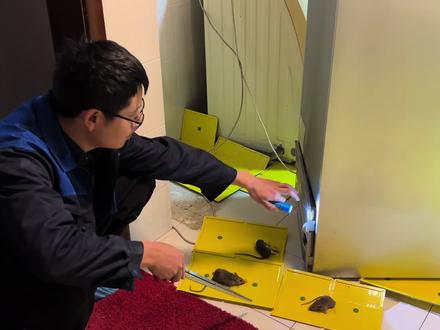 冰箱藏3只老鼠?专业灭鼠师傅精准活捉全过程! #老鼠 #灭鼠方法 #同城 #重庆 #除鼠 同城专业灭鼠|专业捕鼠团队上门|家里有老鼠怎么办|吊顶上有老鼠怎么处理|灭鼠方法|灭鼠公司|重庆灭鼠|消杀公司|鼠|老鼠陷阱|附近24小时上门消杀|同城专业上门灭鼠|老鼠最有效驱方法|灭鼠上门服务|家庭灭鼠|灭鼠最好方法|灭鼠神器