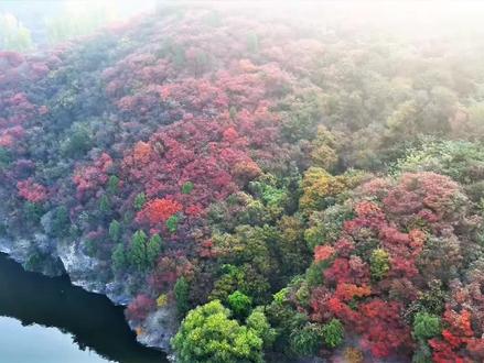 走进沂源系列鲁村镇 #中视频伙伴计划 #创作者扶持计划 #鲁村镇 #大美沂源 #大美中国 沂源县鲁村镇具有多方面的特点:
1. 基本概况:
- 地理位置:位于淄博市南端、沂源县西部,与莱芜地区(济南市莱芜区和济南市钢城区)接壤,东、东南与南麻镇接壤,南与大张庄镇相邻,西北与博山区相连,北连南鲁山镇,东北与南麻镇相连。区域面积202.25平方千米。
- 行政区划:辖93个行政村、1个社区,是沂源县行政村和人口数最多的镇。2017年常住人口62991人,截至2018年末户籍人口65306人。
2. 自然环境:
- 地形地貌:地处丘陵地带,地势自西北向东南倾斜,地形分为鲁村小盆地和南部丘陵山区带。主要山峰松崮顶,境内最高点位于松崮顶,海拔660米;最低点位于田庄水库入口处,海拔110.6米。
- 水文情况:境内河道属沂河大流域,其中徐家庄河流域面积占比大。主要河道有二级河徐家庄河等,河网密度0.25千米/平方千米。
3. 经济发展:
- 农业方面:2011年有耕地面积11万亩,人均1.5亩;林地面积8.6万亩。粮食作物以小麦、玉米、高粱等为主,经济作物有花生、棉花、蔬菜等。畜牧业较为发达,有众多标准化养殖场。
- 工业方面:是重要的工业生产基地,初步形成了以建筑钢结构、矿业、机械为主的工业体系,有颇具规模的企业群体。
- 特色产业:有煎饼、黄烟、果品、肉兔等特色产品。
4. 历史文化与旅游资源:
- 历史人文:境内的栖贞观为全真教一代宗师丘处机的弟子张志顺所建,观内银杏树有1200年的历史。山东人民广播电台618战备台位于此地,已成为青少年国防教育和爱国主义教育基地,并被评为“AAA”级旅游风景名胜区。
5. 交通条件:境内省道泰薛路纵贯东西、博沂路横跨南北,西距京沪高速、京福高速和莱芜火车站30公里,济青南线高速公路穿境而过,并在镇驻地设有出入口。
6. 社会事业:有鲁村中心卫生院等医疗机构为居民提供医疗服务。