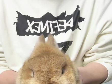 两步教会兔宝上厕所(详解加更)
关于气味驱离的液体
除了白醋,香水、花露水、
风油精都是可以
(不建议使用酒精
酒精虽然同样有刺激性气味
但是味道消散的过快,诱导效果不佳)
2放风阶段的诱导
放风阶段兔宝尿在外面是正常的
我们要在第一时间擦掉并且丢进厕所
(目的是为了加重厕所中尿液的味道,
同时让兔宝知道外面的尿液标点
是会被清理掉的)
3放风阶段的晚间
放风阶段的晚间是要将兔宝再次隔离的
(这样同样是为了规范厕所,
加重在厕所排泄的频率,
让兔宝形成习惯)
3驱离液体喷洒频率
(不管使用哪种驱离液体,宝子们
要根据液体气味挥发速度,
每天至少喷洒2-3次,气味淡了需要及时增加
希望大家的小兔都可以早日学会定点厕所
#科学养兔 #兔子定点上厕所 #教兔子上厕所 #新手养兔 #养兔日常