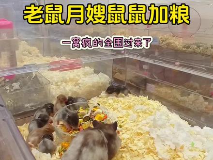 鼠鼠月嫂给小老鼠们加粮喽! #仓鼠 #金丝熊