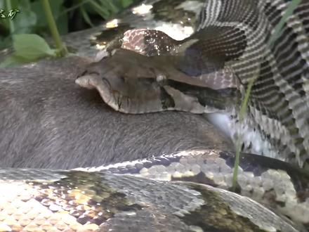 蟒蛇是怎么保证自己不会被撑死的?#科普 #蟒蛇