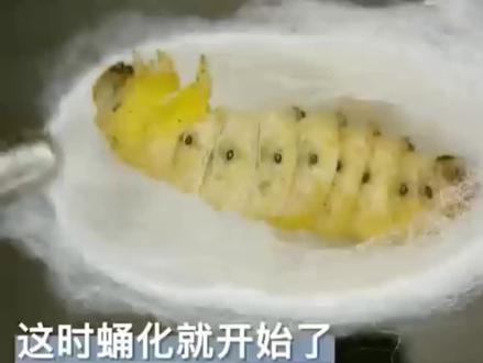 五龄蚕怎样变成蛹的 #生命科学 #茧蛹