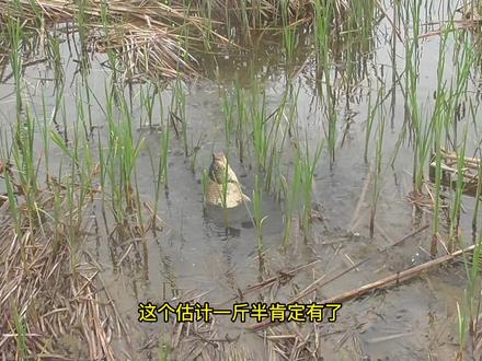 #钓鱼 时隔3个多月,期待已久的大板鲫又来了。