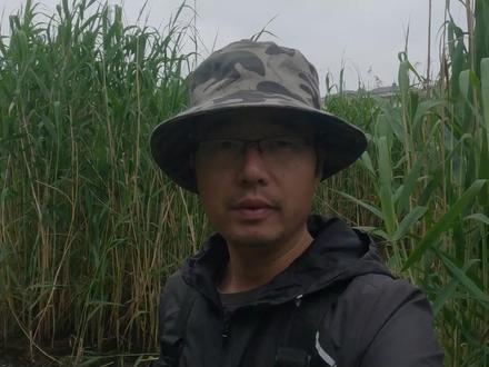 野钓割芦苇打隔夜重窝,次日下竿发现不对劲 #钓鱼