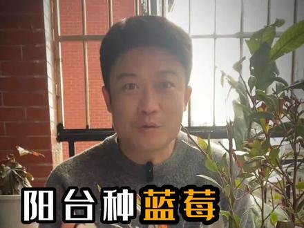 阳台盆栽蓝莓种植,第一部选择适合自己地区的品种,是成功的关键#蓝莓盆栽 #蓝莓怎么种植盆栽 #蓝莓阳台种植 #蓝莓怎么种植盆栽 #蓝莓养护