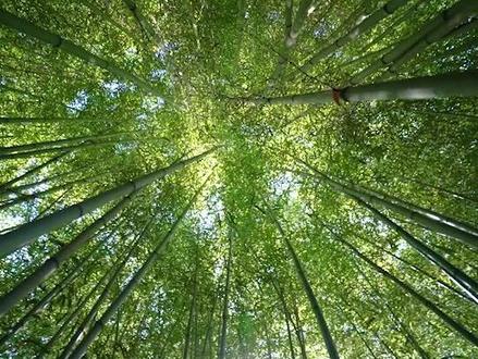 庭院中不宜种植太多竹子,原来是这个原因!#苗木人 #抖音小助手