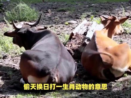 偷天换日打一生肖动物的意思! #内容启发搜索