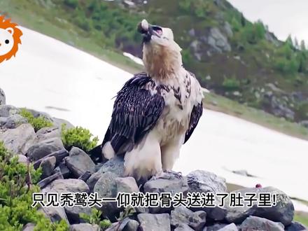 人类围观猩猩拉屎!被甩了一脸热翔!真是一次有味道的旅行 #爱护大自然保护野生动物 #奇妙的动物 #野生动物