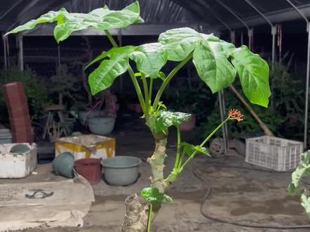 关于佛肚海棠,修叶问题#花卉绿植 #爱生活爱养花 #养花 #植物 #盆景