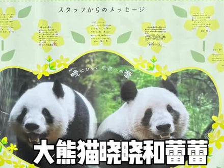 大熊猫晓晓和蕾蕾在日本经历了什么 #大熊猫 #海外生活 #日本 #东京