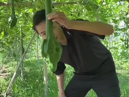 一年一见的鹤首葫芦,大家快来尝尝!#葫芦