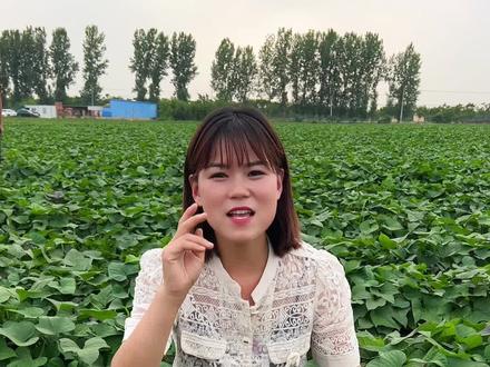 一颗红薯苗想结七八个大红薯,那你一定要学会掐头整枝#新农人计划2023 #支持三农扶持三农发展#种植小技巧
