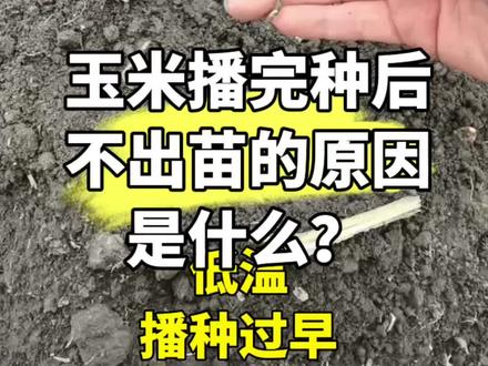 玉米播种后不出苗的原因#农业种植 #三农 #玉米