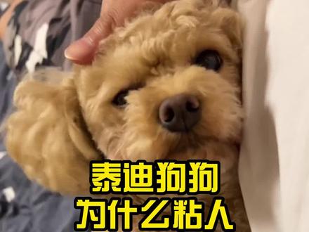 泰迪狗狗为什么粘人。#狗狗 #泰迪 #萌宠 #抖in萌宠计划