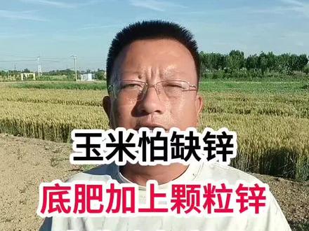 玉米怕缺锌,底肥加上颗粒锌,为稳产打基础 玉米怕缺锌,底肥加上颗粒锌,为稳产打基础#玉米种植 #玉米种植技术 #马哥聊农业 #玉米高产种植技术 #农技知识分享