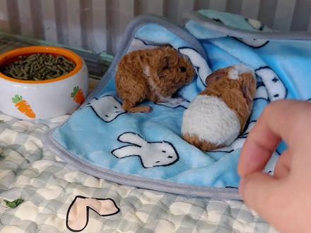 有的猪妞就是天养的,好孩子真省心#宠物 #豚鼠 #荷兰猪