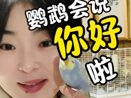 我的小鹦鹉会说你好啦~#鹦鹉日常 #虎皮鹦鹉 #手养鹦鹉 #鹦鹉会说话
