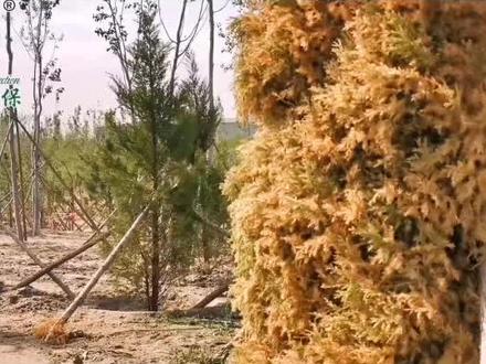 现场教学,解密桧柏侧柏圆柏等柏树移栽后枯黄死亡原因,从根源解决防治问题。#园林病虫害防治