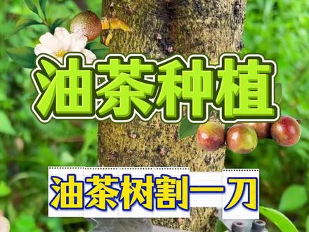 油茶割一刀,产量累完腰#油茶种植 #油茶种植技术交流 #油茶树