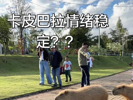 巴西随处可见的卡皮巴拉 其实是小狗先去挑衅它们的,本来一群卡皮巴拉安静地呆在河边,偏偏去它们隔壁叫个不停,这不是欠揍吗?连平时情绪稳定的它们都被惹怒了😂
#卡皮巴拉 #动物的迷惑行为 #野生动物 #南美洲 #野生水豚