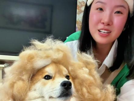 到底是谁说柴犬不掉毛的啊?真的有人信吗!我家虎已经开始疯狂掉毛了,感觉脸都小了一圈,笑死我了😂#不敢骗你养小狗 #谁能拒绝软萌小狗 #换毛季的狗狗掉毛有多离谱 #柴犬掉毛 #没人拒绝得了小狗狗