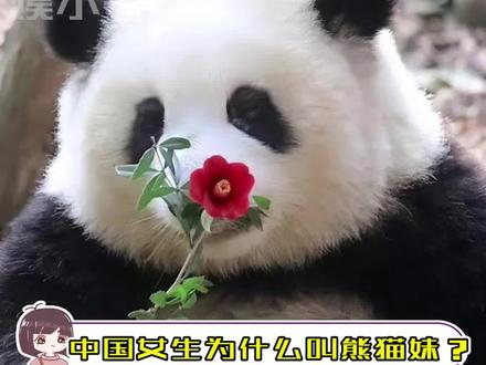 所以中国女生为什么叫熊猫妹?!!#熊猫妹