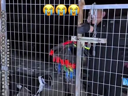 永远怀念锅巴小战士#实战猎犬