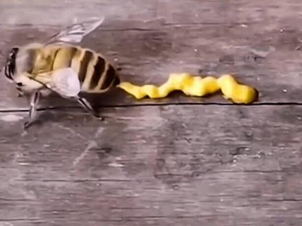 这到底是蜜还是蜜蜂拉的粑粑?#科普 #昆虫世界 #昆虫 #蜜蜂