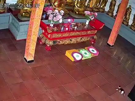 半夜猫咪拜佛有什么说法吗?#拜佛的猫